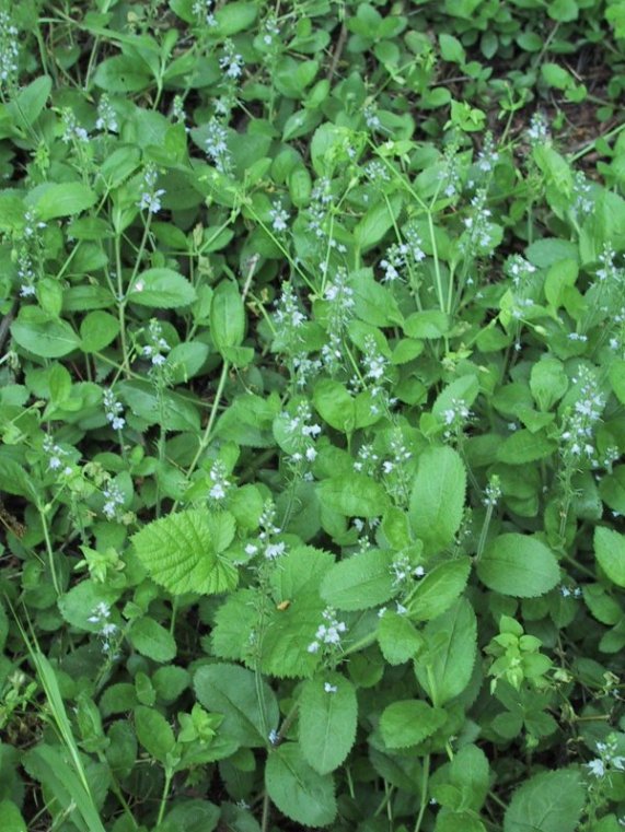 Veronica officinalis