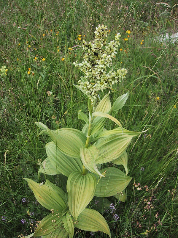 Veratrum album