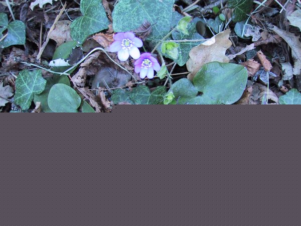 Anemone hepatica