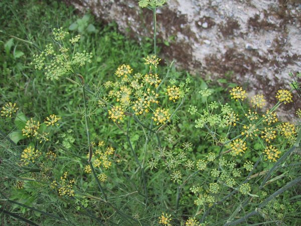 Foeniculum vulgaris