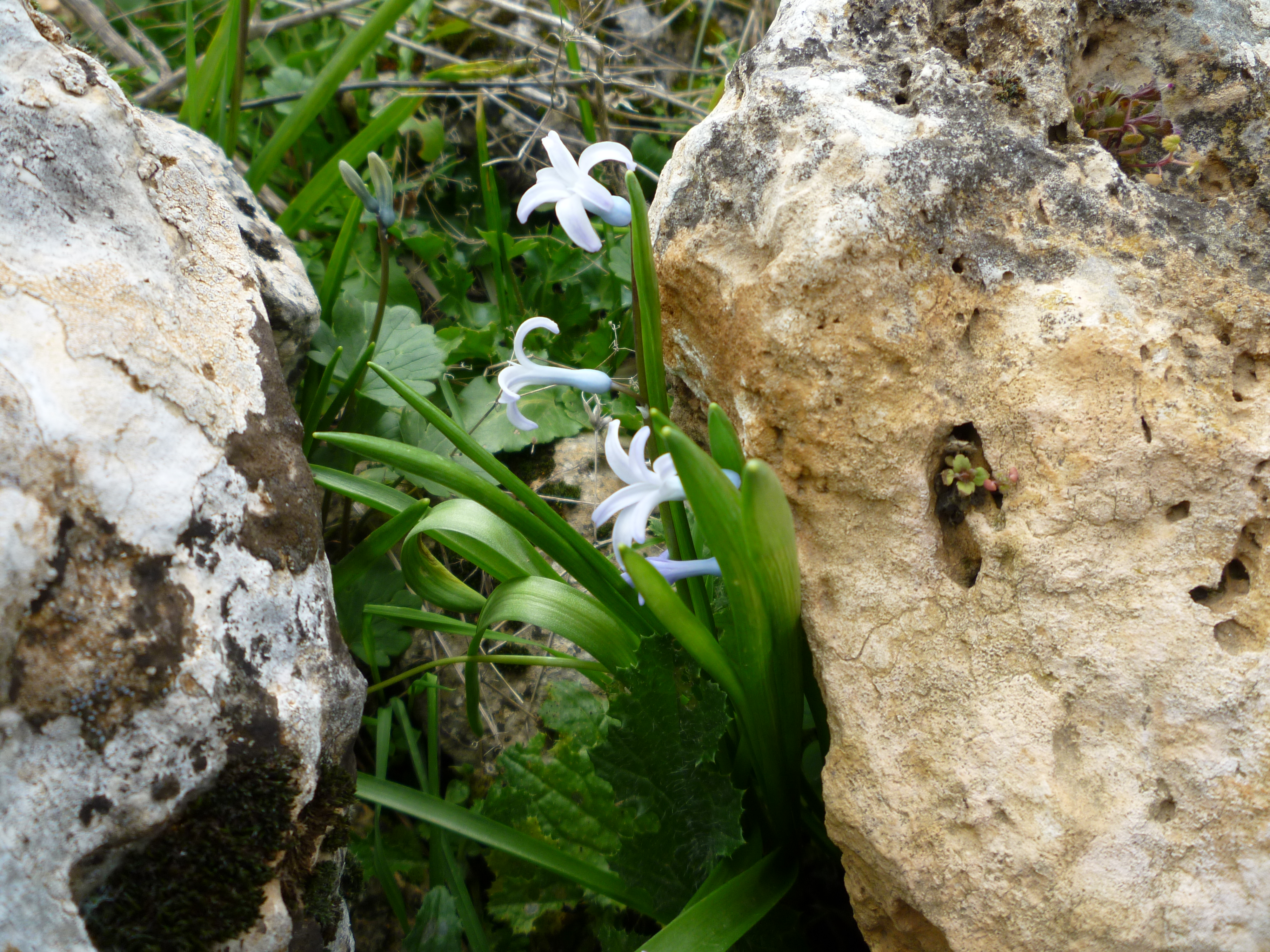 Scilla sibirica