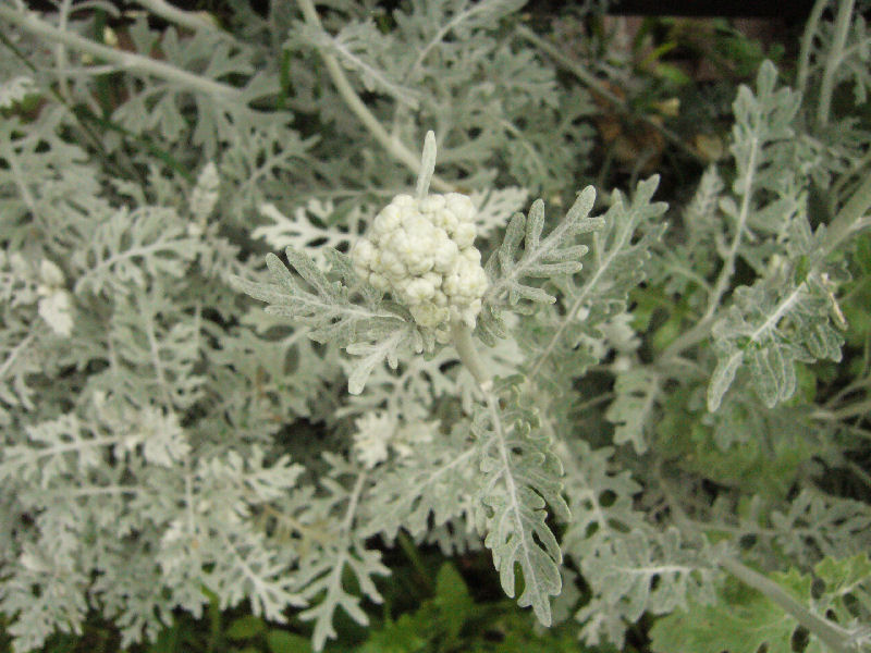 Senecio cineraria