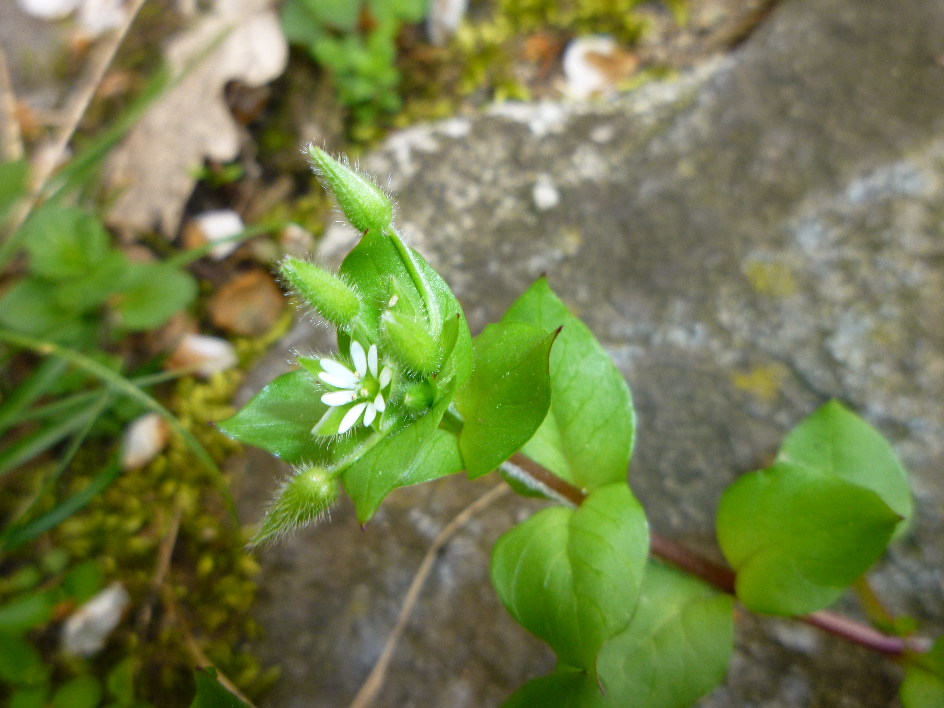 Stellaria neglecta