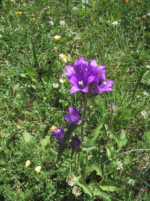 Campanula glomerata