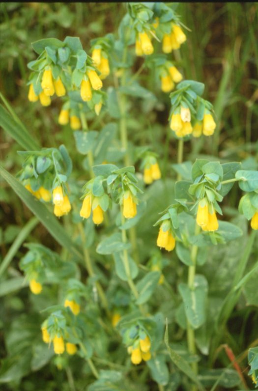 Cerinthe maior