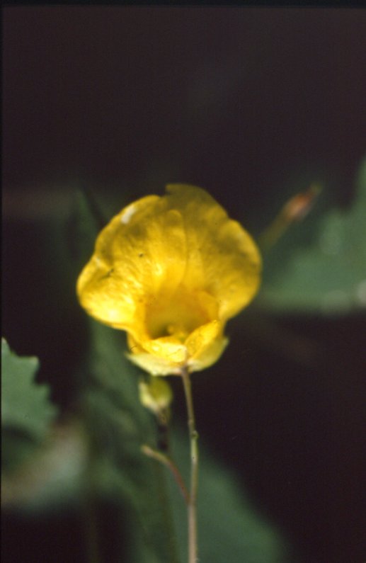 Impatiens noli tangere