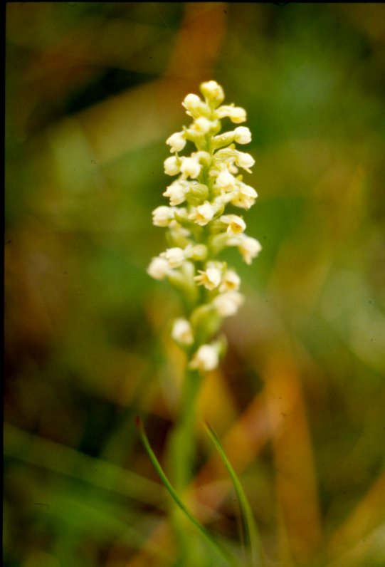 Leucorchis albida