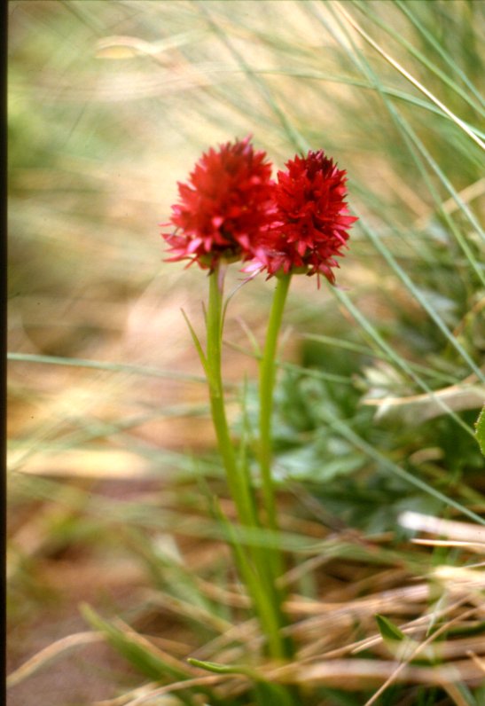 Nigritella nigra