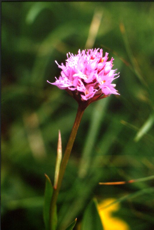 Nigritella rubra