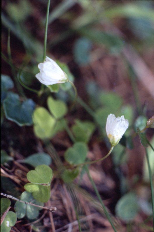 Oxalis acetosella