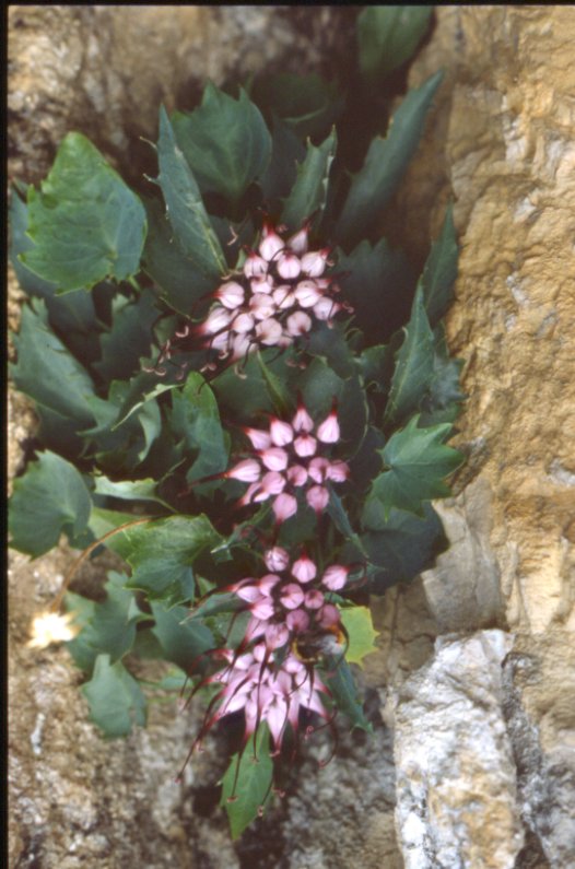 Phiteuma comosum