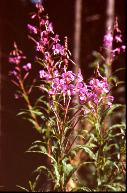 Epilobium angustifolium