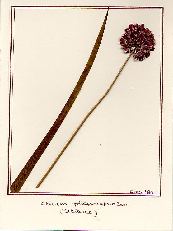 Allium sphaerocephalum
