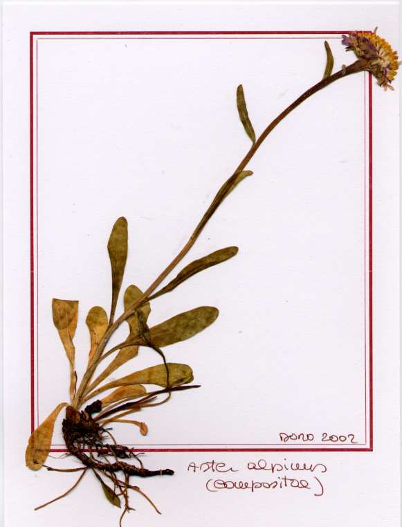 Aster alpinum