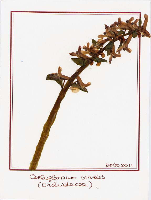 Coeloglossum viridis
