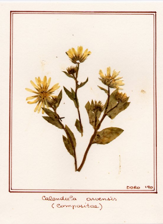 Calendula arvensis