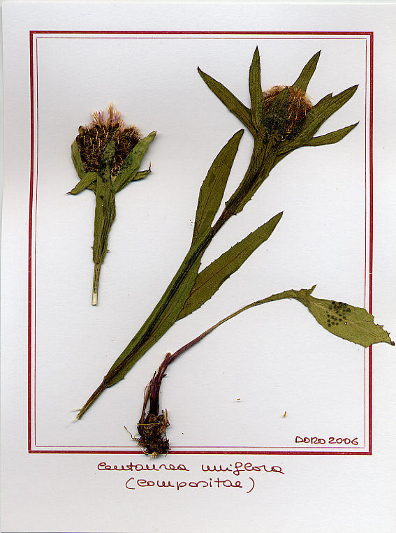 Centaurea uniflora