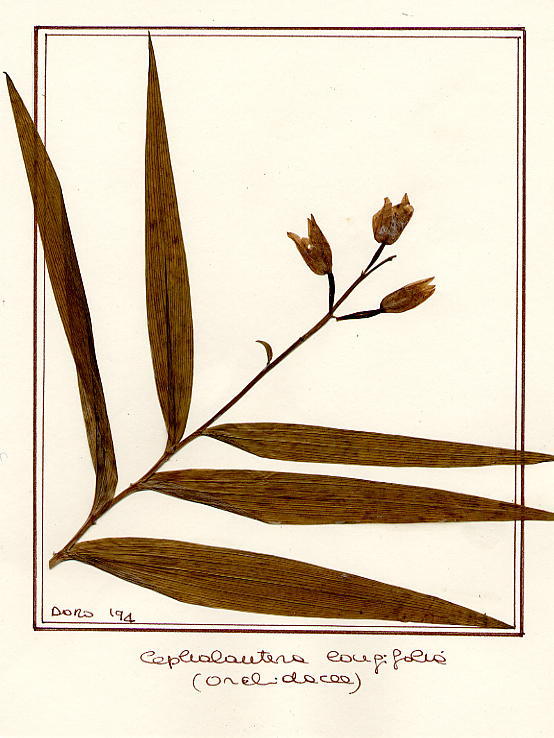 Cephalantera longifolia
