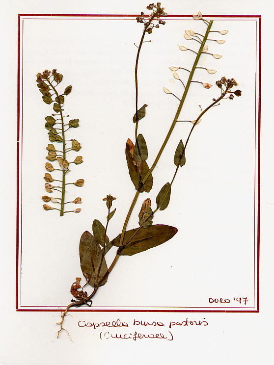 Capsella bursa pastoris