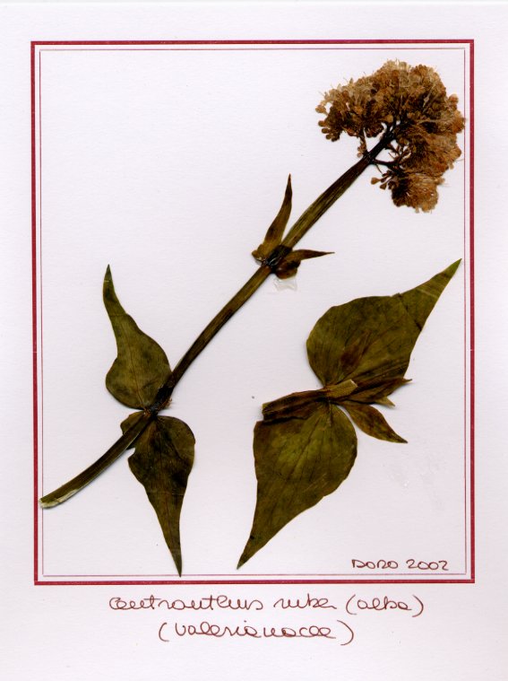 Centranthus ruber(alba)