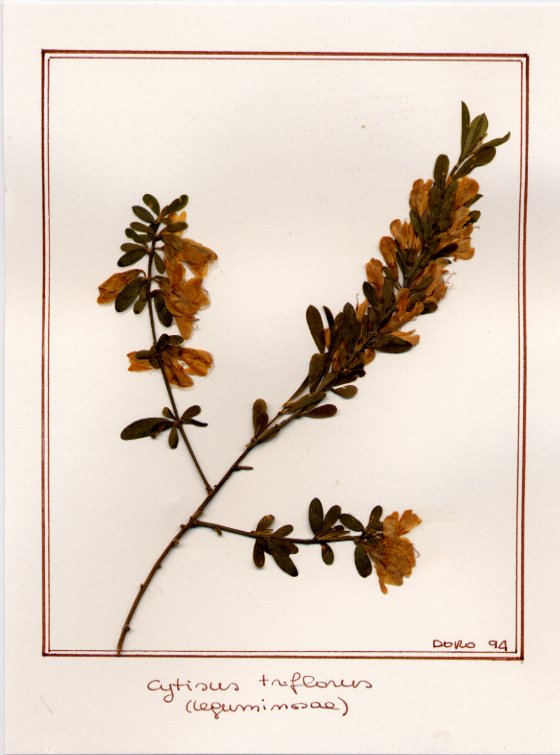 Cytisus triflorus