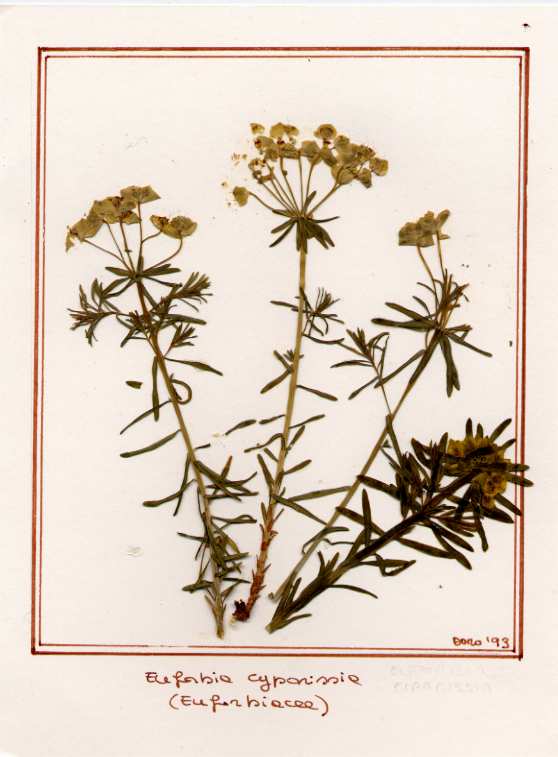 Euphorbia cyparissia