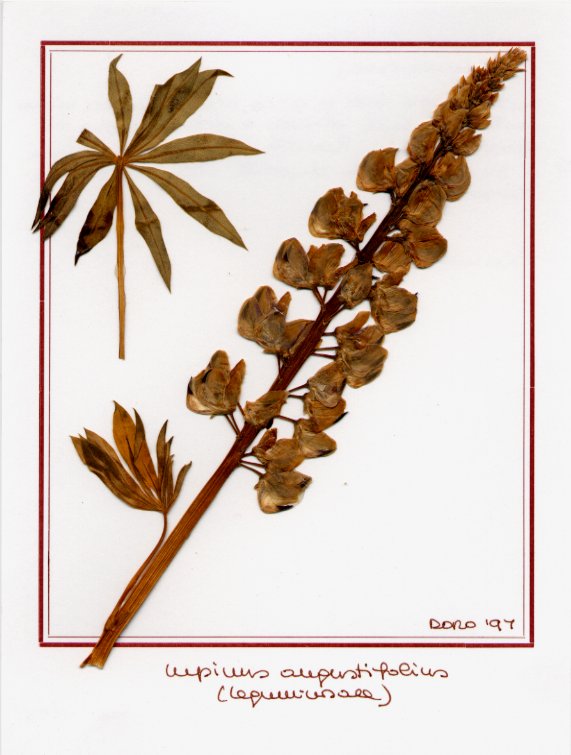 Lupinus angustifolium