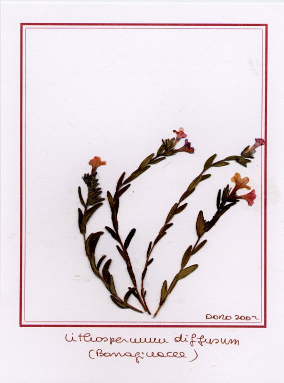 Lithospermum diffusum(prostratum)