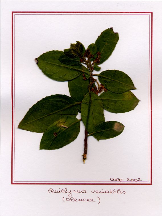 Phillirea variabilis