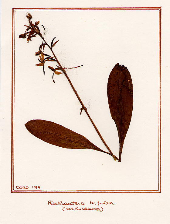 Plathantera bifolia