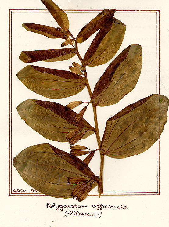 Polygonatum officinalis