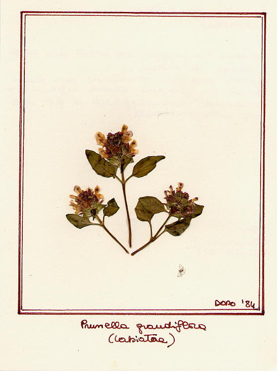 Prunella grandiflora viola