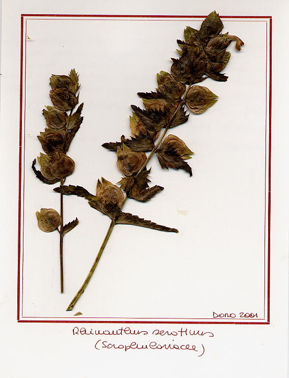 Rhinanthus serotinus