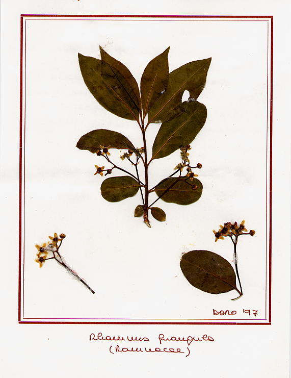 Rhamnus frangula
