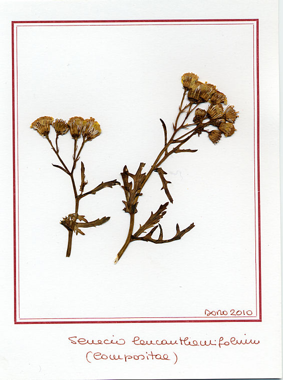 Senecio leucanthemifolium
