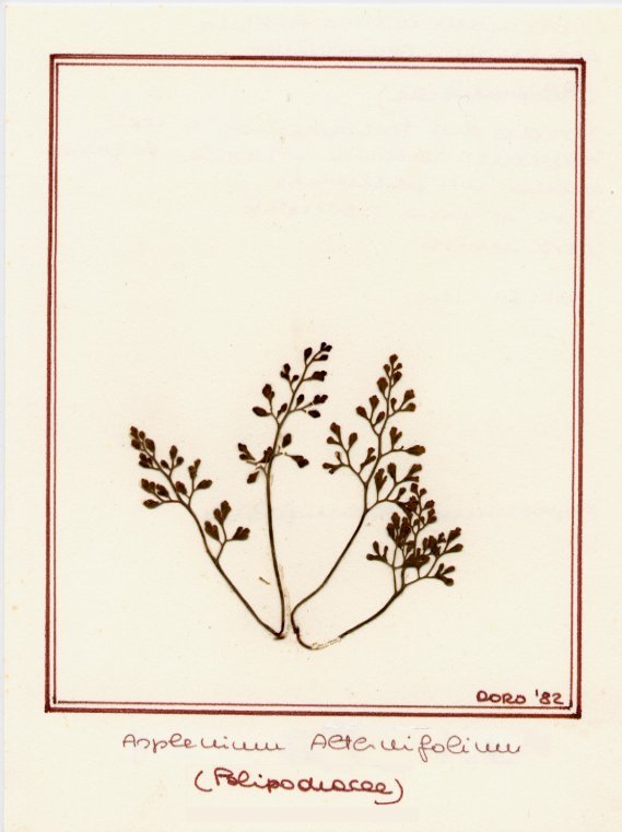 Asplenium alternifolium