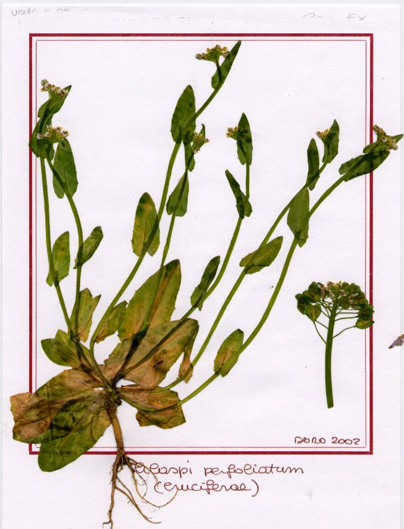 Thlaspi  perfoliatum