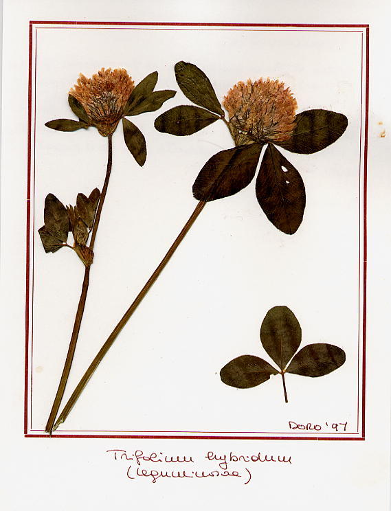 Trifolium hybridum