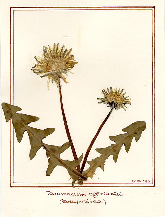 Taraxacum officinalis