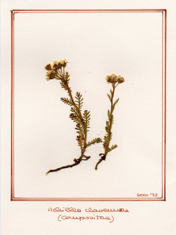 Achillea clavennae