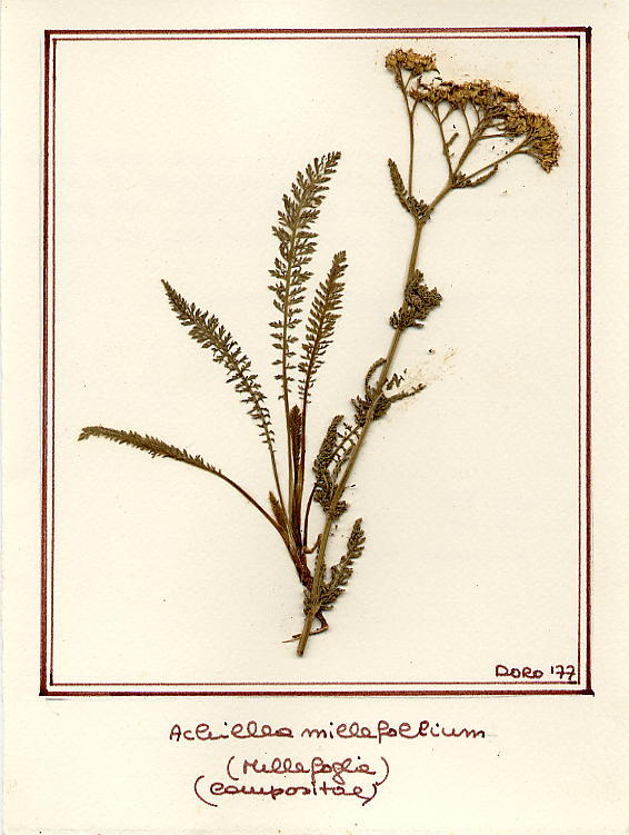 Achillea millefolium