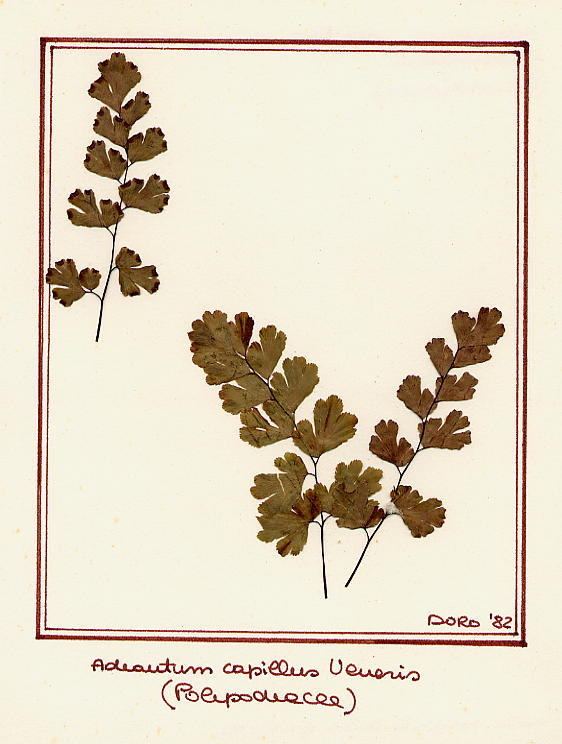 Adianthum capillum Veneris