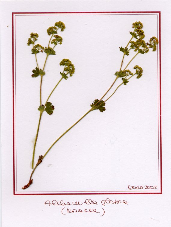 Alchemilla glabra