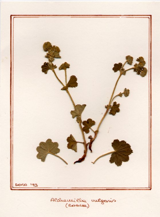 Alchemilla vulgaris