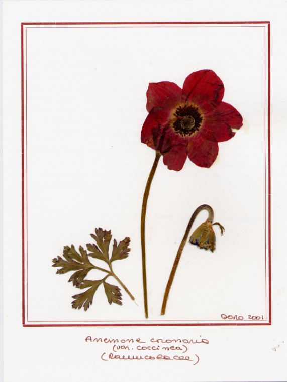 Anemone coronaria coccinea