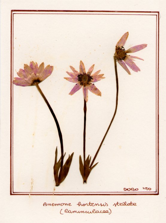 Anemone hortensis stellata