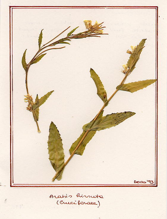 Arabis hirsuta