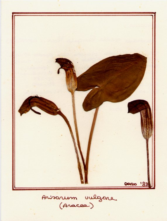 Arisarum vulgare