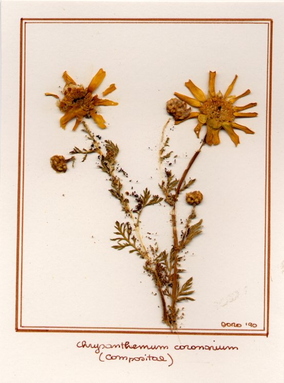 Chrisanthemum coronarium