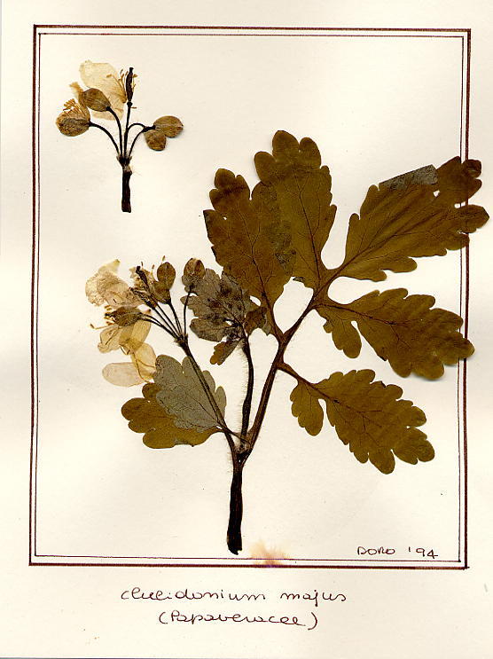 Chelidonium majus